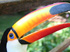 Tucano do Parque das Aves